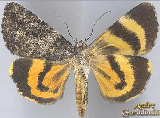 http://www.gorodinski.ru/catocala/Catocala duplicata.jpg